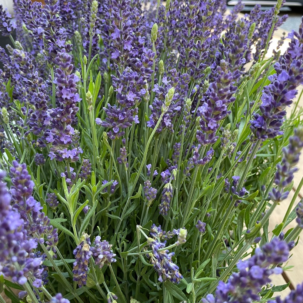 Meet your Posher, Chelsea